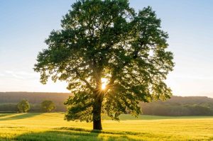 tree-sunrise-e1725993790840-300x199