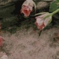 services cremation